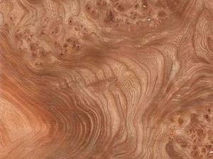 Foto: ulme maser - Link &ouml;ffnet Foto in Originalgr&ouml;sse